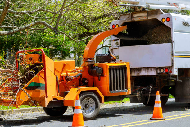 Tree and Shrub Care in Silver Spring, MD