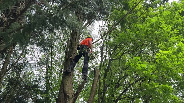 How Our Tree Care Process Works  in  Silver Spring, MD