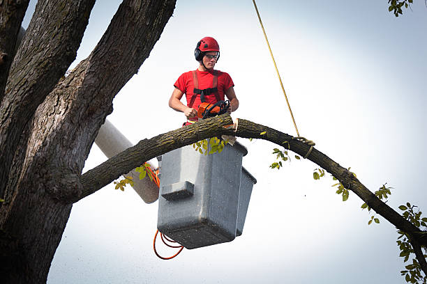 Best Hedge Trimming  in Silver Spring, MD