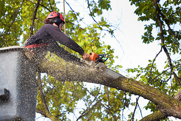 Best Tree Trimming and Pruning  in Silver Spring, MD