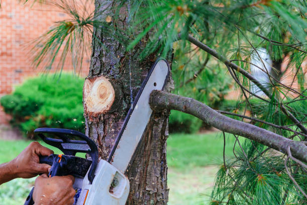 Reliable Silver Spring, MD Tree Services Solutions